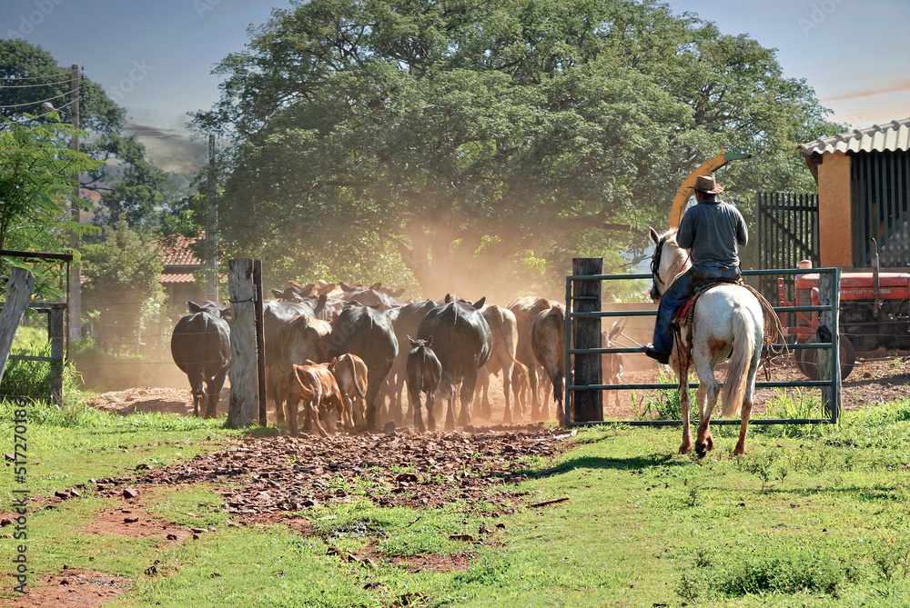 Peão tocando a boiada , boiadeiro Stock Photo