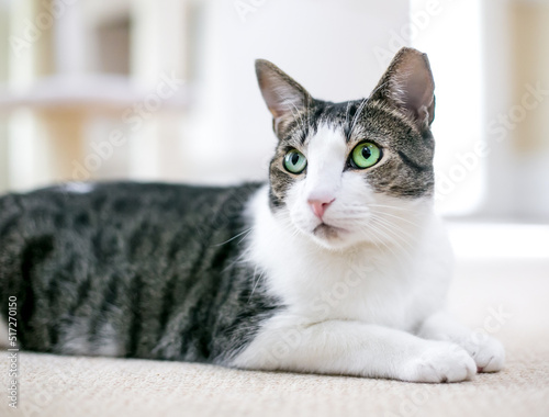 A shorthair cat with green eyes and its left ear tipped lying down in a relaxed pose