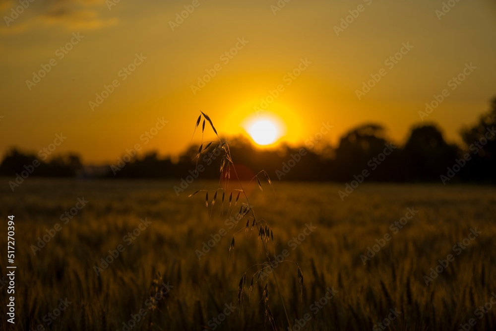 Ears of wheat on the background of an orange sunrise Ears of wheat on the background of an orange sunrise
