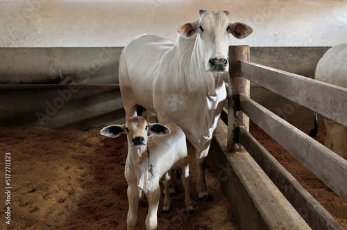 Vaca Nelore com bezerro