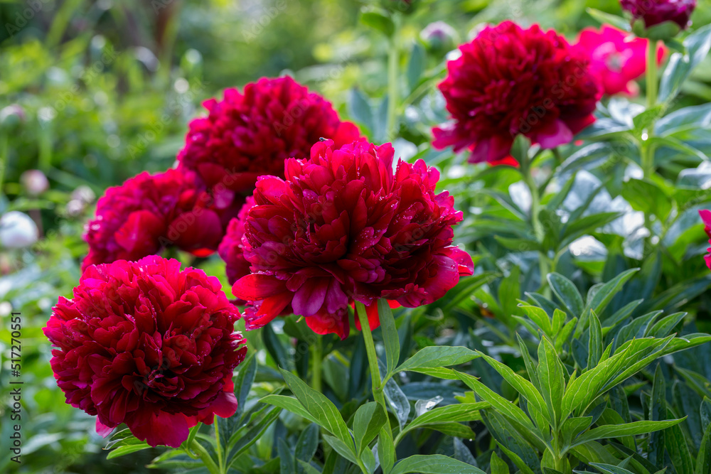 Red Peony albiflora x Paeonia officinalis Command Performance in the garden, macro photo Red Peony albiflora x Paeonia officinalis Command Performance in the garden, macro photo