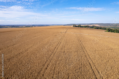 Plantação de milho em pivô de irrigação.