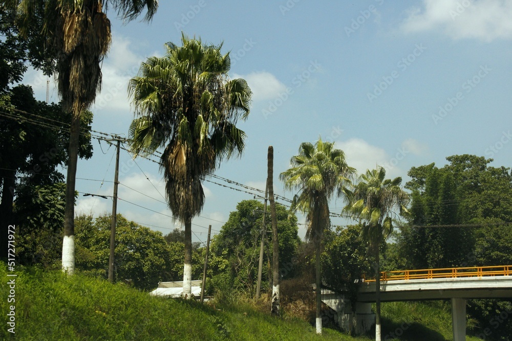 Palmeras y arboles con hierba en