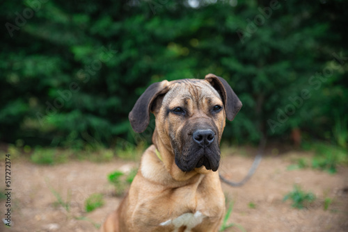 portrait of a dog , boxer dog on green background