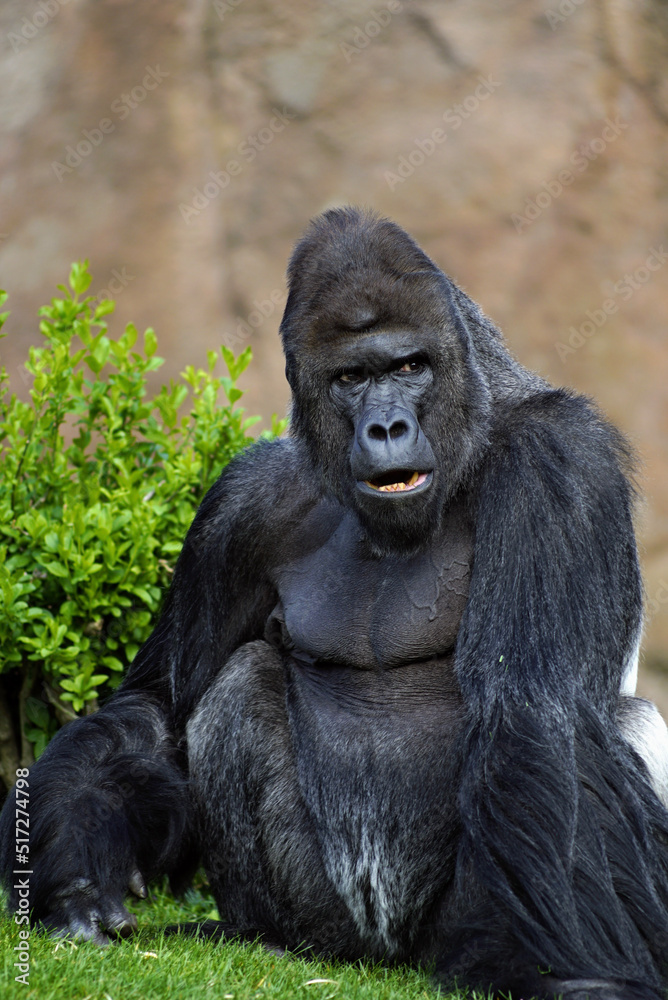 Gorilla 