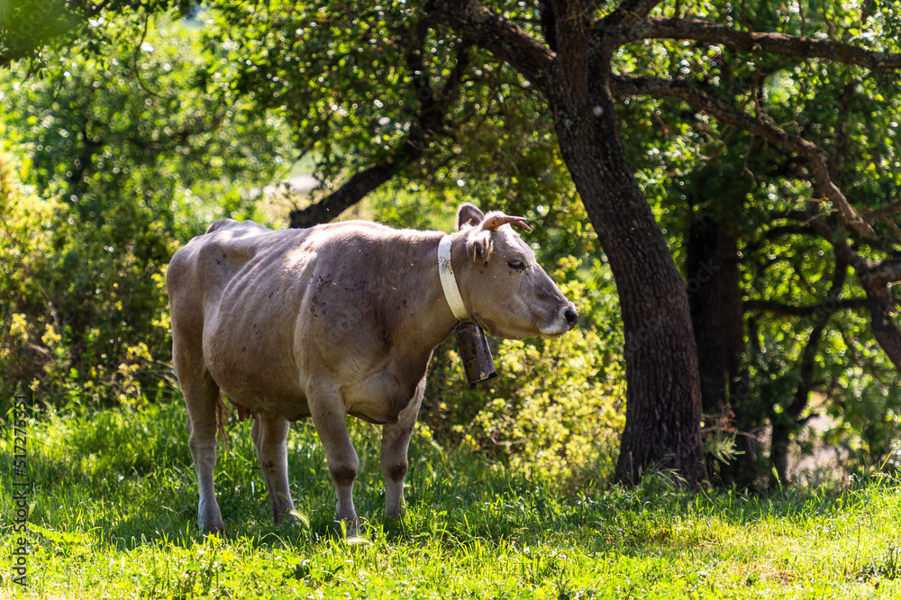 Fototapeta premium vaca en medio del campo a la sombra de un árbol