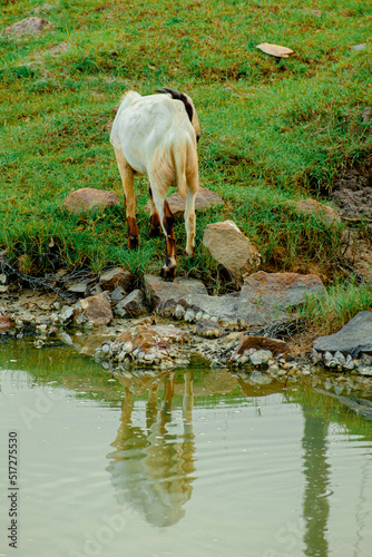 A goat at the field in Kuala Penor, Pahang, Malaysia. Selective focus applied. photo