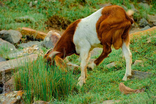 A goat at the field in Kuala Penor, Pahang, Malaysia. Selective focus applied. photo