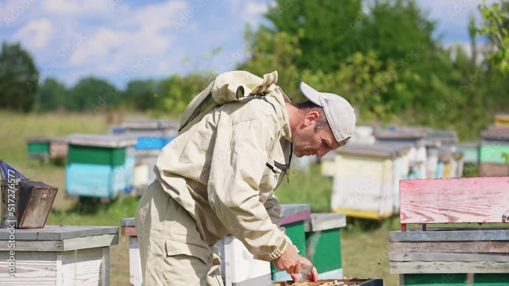 Industrious beekeeper bent over the hive holding a tool. Specialist takes two heavy frames from a hive. Sunny day backdrop. Industrious beekeeper bent over the hive holding a tool. Specialist takes two heavy frames from a hive. Sunny day backdrop.