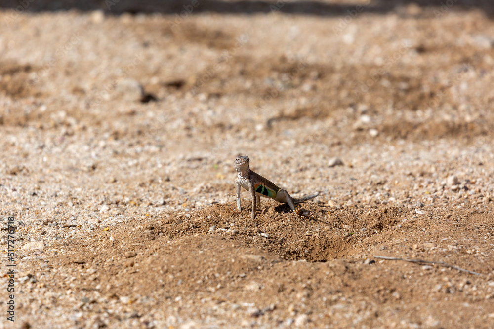 Male greater earless lizard, Cophosaurus texanus, in the Sonoran Desert. A colorful reptile native to the American Southwest in his natural habitat. Pima County, Tucson, Arizona, USA. Male greater earless lizard, Cophosaurus texanus, in the Sonoran Desert. A colorful reptile native to the American Southwest in his natural habitat. Pima County, Tucson, Arizona, USA.