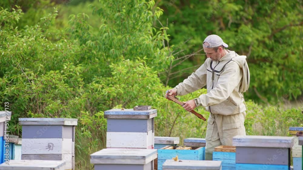 Apiarist in special uniform working at the apiary. Man turning in his hands a brown frame to check it up. Green nature backdrop and bees flying around. Apiarist in special uniform working at the apiary. Man turning in his hands a brown frame to check it up. Green nature backdrop and bees flying around.