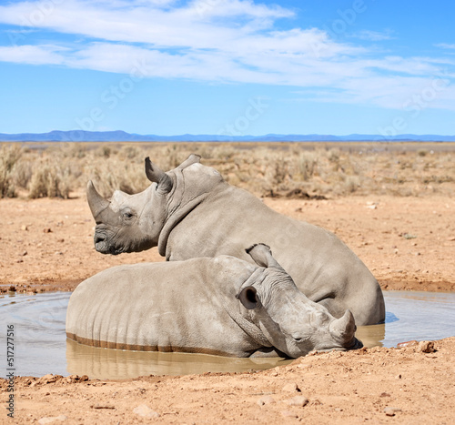 Tela Two black rhinos taking a cooling mud bath in a dry sand wildlife reserve in a hot safari area in Africa