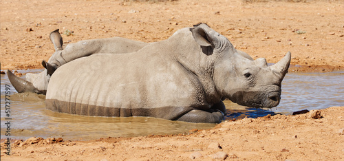 Vászonkép Two black rhinos taking a cooling mud bath in a dry sand wildlife reserve in a hot safari area in Africa