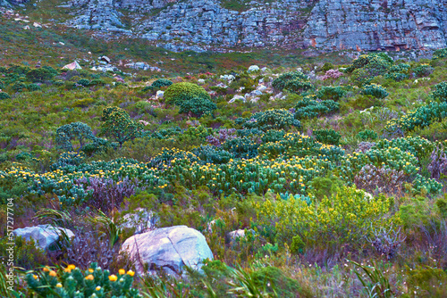 Landscape view of Table Mountain, Cape Town in Western Cape, South Africa. Beautiful scenery of organic fynbos plants growing during the day on a rocky ecological field. A natural landmark for hiking photo