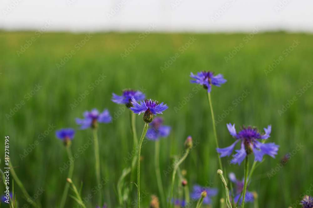 blue cornflowers in the grain field in summer