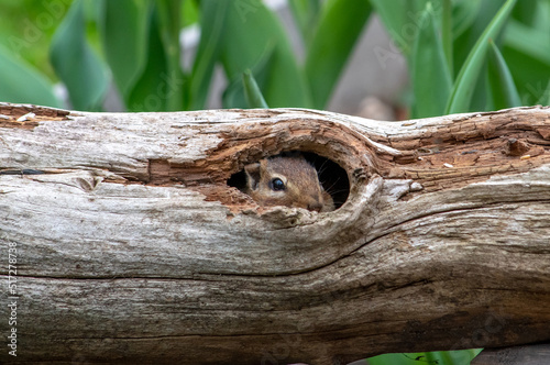 chipmunk peeks out of a hollow log