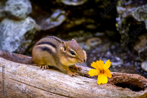 chipmunk with cheeks filled with seeds, scampers past a flower on his hollow log home photo