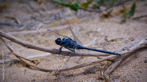 dragonfly on the ground full body on a wooden stick