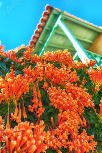 Closeup of an orange flame vine with lush green foliage growing outside in a home garden from below. Pyrostegia venusta plant thriving in a yard of a house on a bright and sunny summer or spring day photo