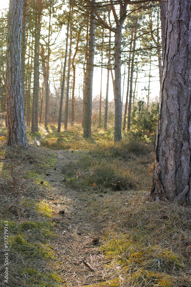 Dirt path winding through a lush garden, forest or park with green trees and plants in a natural environment. Scenic and peaceful landscape of a hiking trail to explore and travel in nature outdoors
