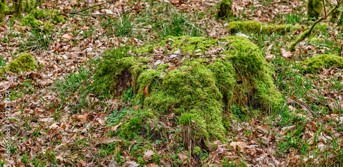 Green moss on a stump with dried brown leaves forest trail in the countryside for hiking and exploration Landscape of tree trunk and snags in the woods in spring time