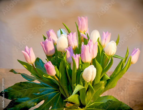 Beautiful bouquet of tulips on a living room table. Pretty flowers in a vase for house decoration. Pink and white tulip flowering plants with green stem used as home ornaments to brighten up a room