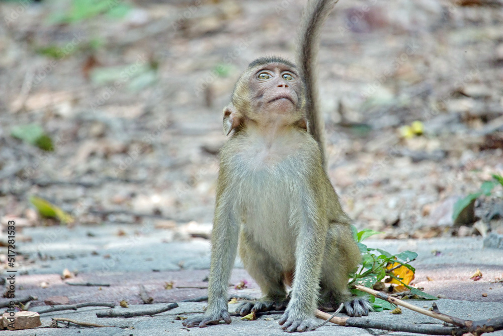 Obraz premium 可愛いサル