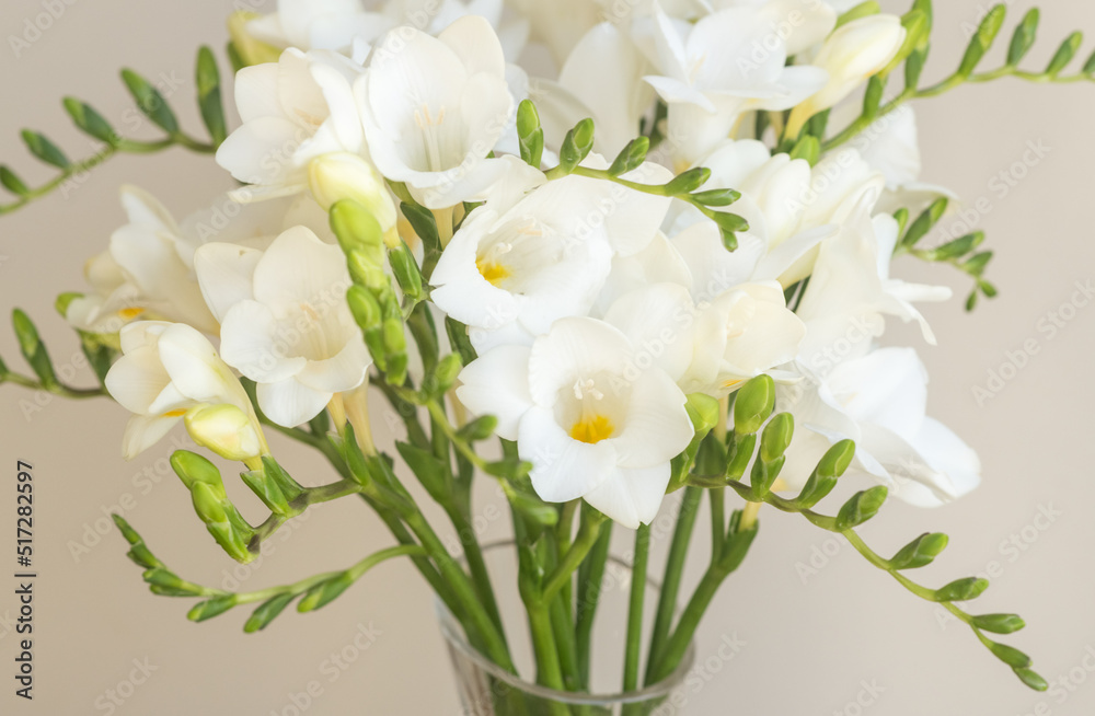 Full frame closeup of white freesia flowers in vase against beige background Full frame closeup of white freesia flowers in vase against beige background