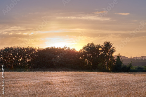 Golden sunset over sustainable crops of wheat in an open agricultural field during harvest season on a farm with copy space. Stalks of dry grain cultivated on an organic farm in the countryside