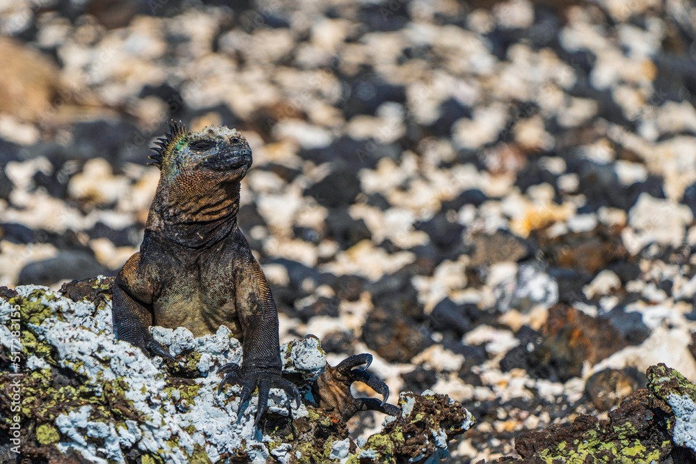 Galapagos Marine iguana on the rocks Galapagos Marine iguana on the rocks
