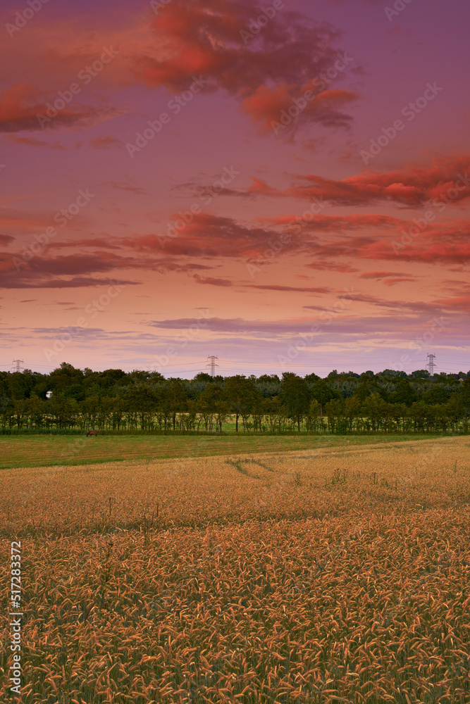 Landscape view of an empty field in the harvest in summer. Secluded and remote farm for growing crop against a pink cloudy sky in the morning. Agricultural field or grassland in the countryside