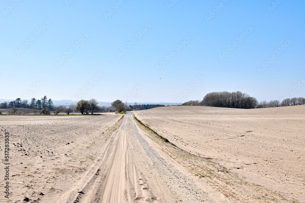 View of trees on a sandy farm with clear blue sky copy space in Autumn. Nature landscape of a dry bush tree branches growing near uncultivated soil or barren land, East Coast of Jutland, Denmark