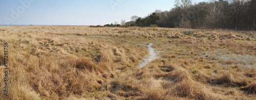 Landscape of an empty and secluded uncultivated marshland against a blue sky. Swamp in a natural environment in the countryside for farming and cultivation in summer. Remote marsh setting in nature