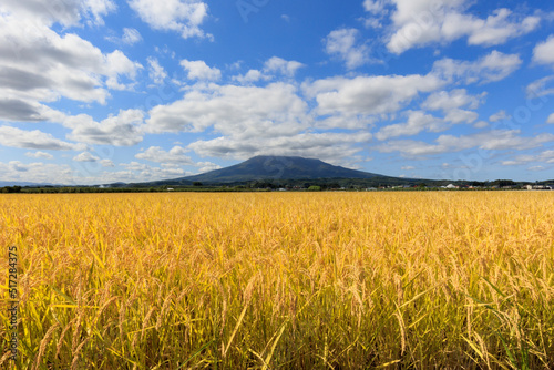 Mt. Iwaki and rice fields before harvest