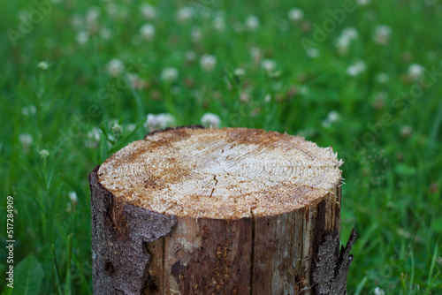 cut of a stump in summer green grasses with white clover flowers as a nature background