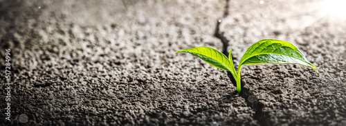 Green Plant Growing Out Of Crack In Concrete - Perseverance Concept
 photo