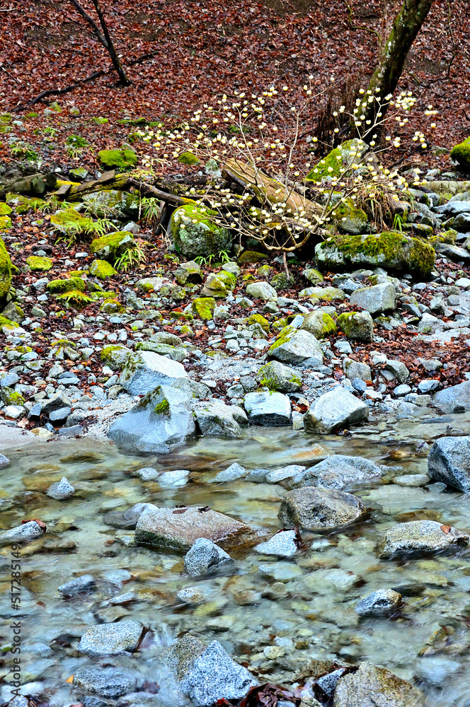 Obraz premium 丹沢の畦ヶ丸 大滝沢に咲くミツマタ 