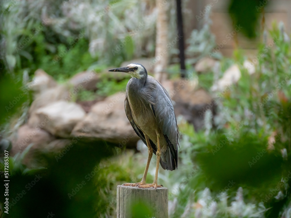 Obraz premium White Faced Heron On Post