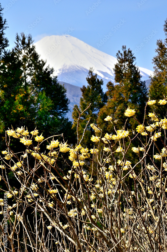 Obraz premium 丹沢のミツバ岳山頂に咲くミツマタと富士山 ミツバ岳は西丹沢の丹沢湖の北西に聳える山。山と高原地図上には山名がミツバ岳と記されているが、正確には大出山（おおだやま）と呼ぶらしい。またこの山は個人所要の山で、一般の登山者が入山できるのも地権者様の厚意により登山が許されているらしい。ですのでミツバ岳へ登山をする場合はマナーを守り、自然を大切にするよう心掛けて山を楽しんでほしい。 