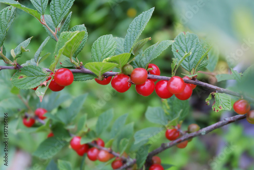 A branch with ripe, red cherry berries.