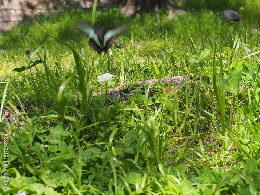 Obraz premium 雑草