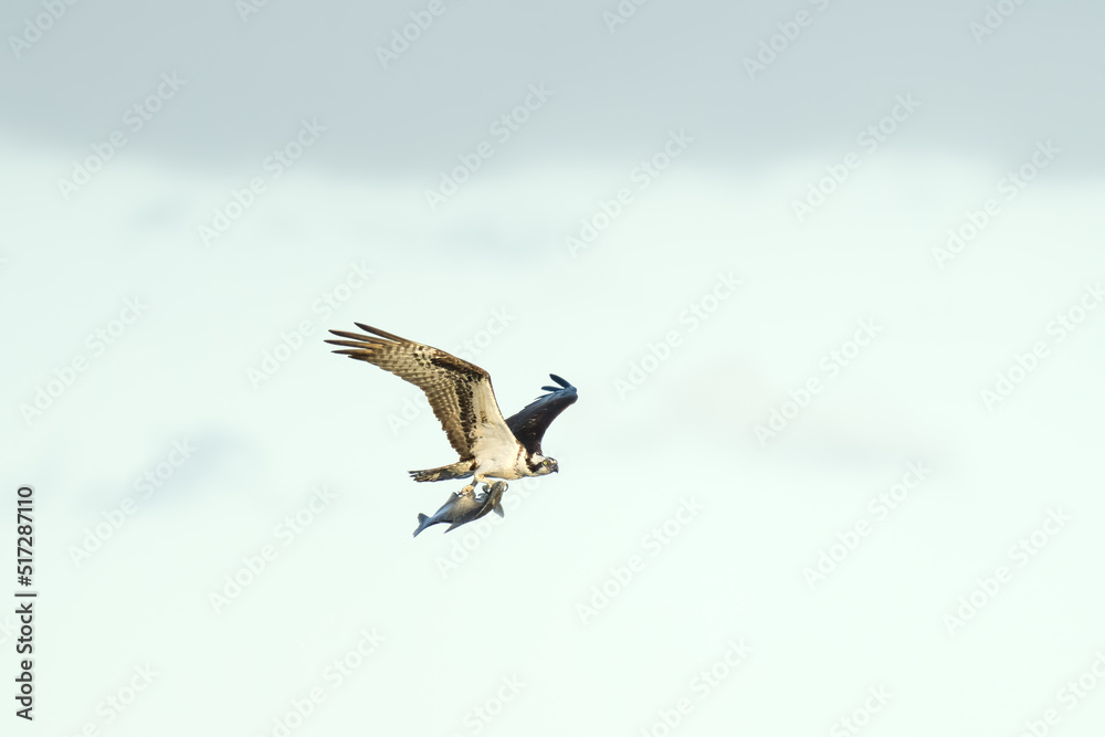 Naklejka premium Osprey Flying with Fish in Talons