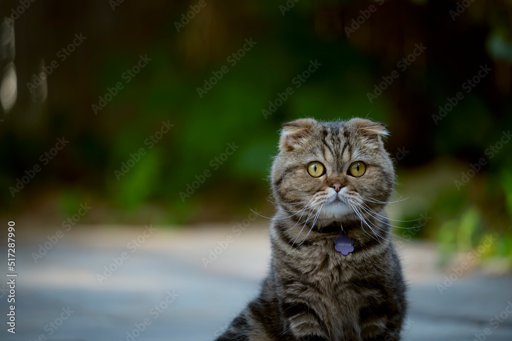 Fototapeta premium Scottish fold cat in the garden.