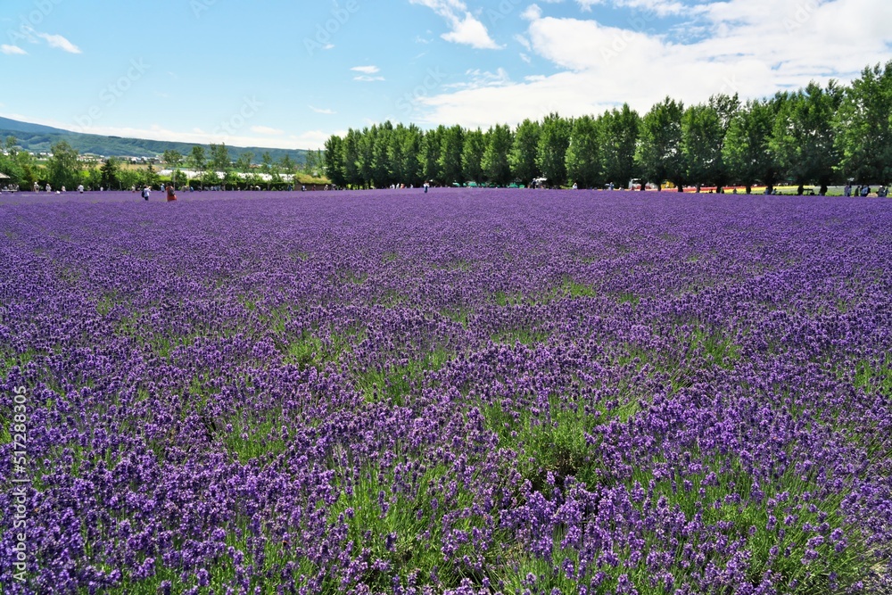 Hokkaido,Japan - July 8, 2022: Lavender flowers in full bloom in Furano, Hokkaido, Japan
Hokkaido,Japan - July 8, 2022: Lavender flowers in full bloom in Furano, Hokkaido, Japan