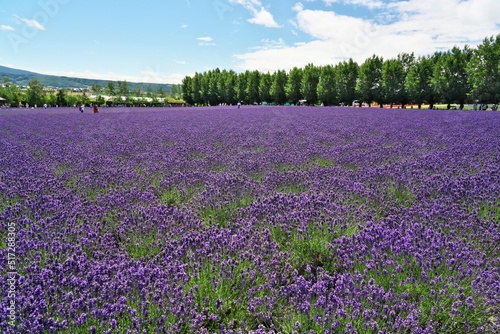 Hokkaido,Japan - July 8, 2022: Lavender flowers in full bloom in Furano, Hokkaido, Japan 