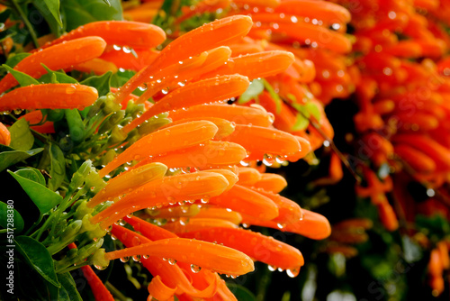 Orange Pyrostegia venusta flower, and leaves selective focus photo