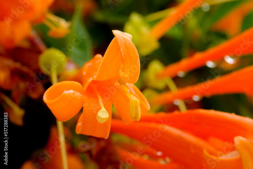 Orange Pyrostegia venusta flower, and leaves selective focus photo