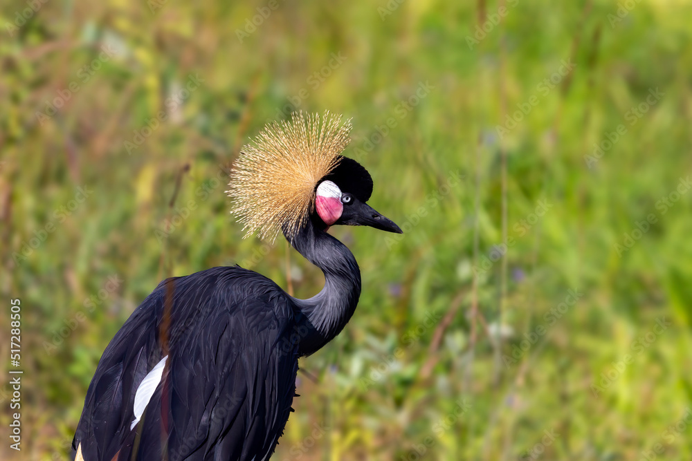Fototapeta premium Grey Crowned Crane (Balearica regulorum)