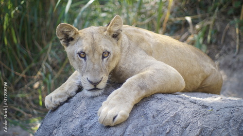 A lioness resting on a rock at the afternoon