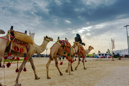 Camels march in Souk okaz historical festival